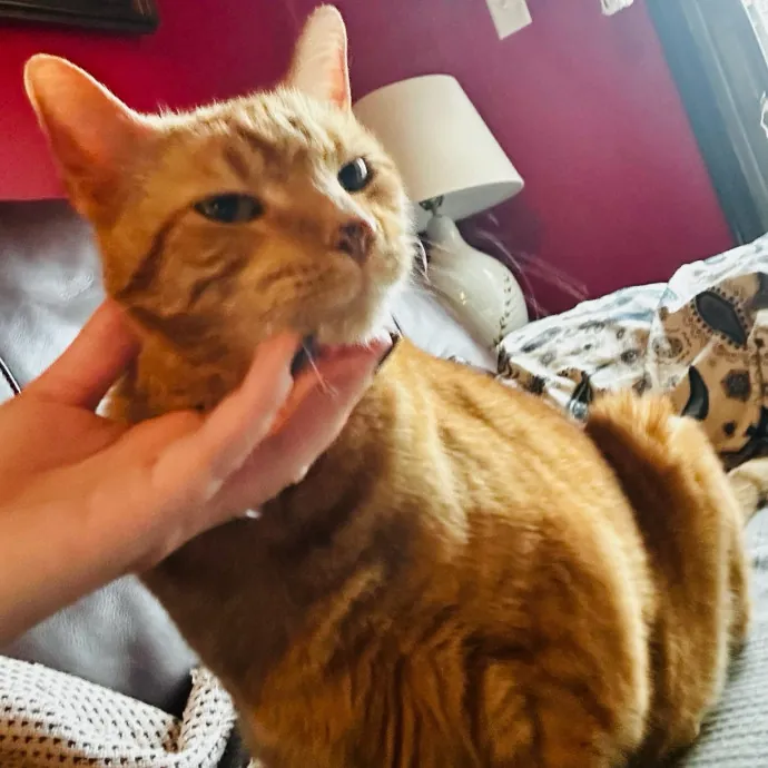 Your Cat's New Favorite Human