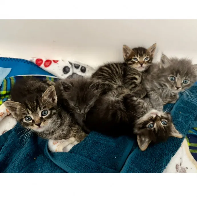 Your Cat's New Favorite Human