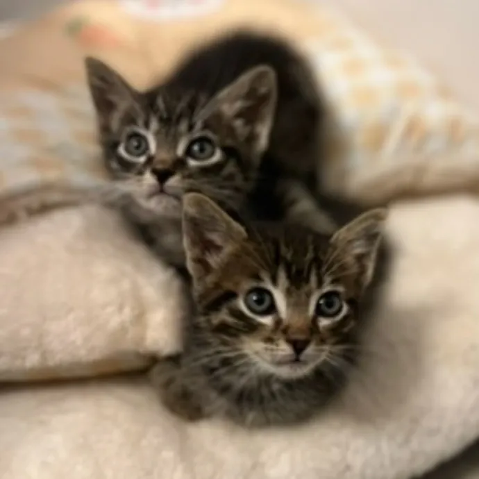 Your Cat's New Favorite Human