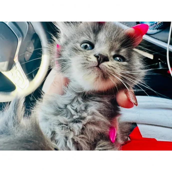 Your Cat's New Favorite Human
