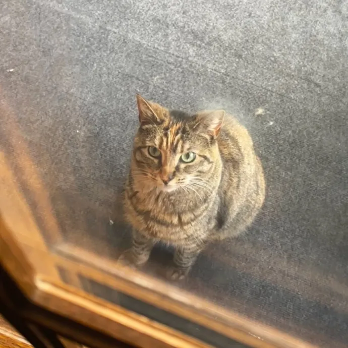 Your Cat's New Favorite Human