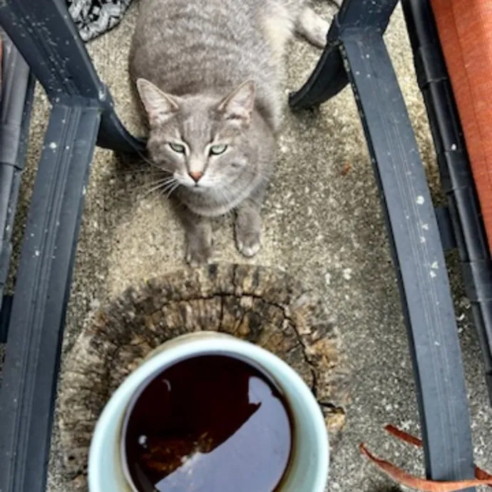 Your Cat's New Favorite Human