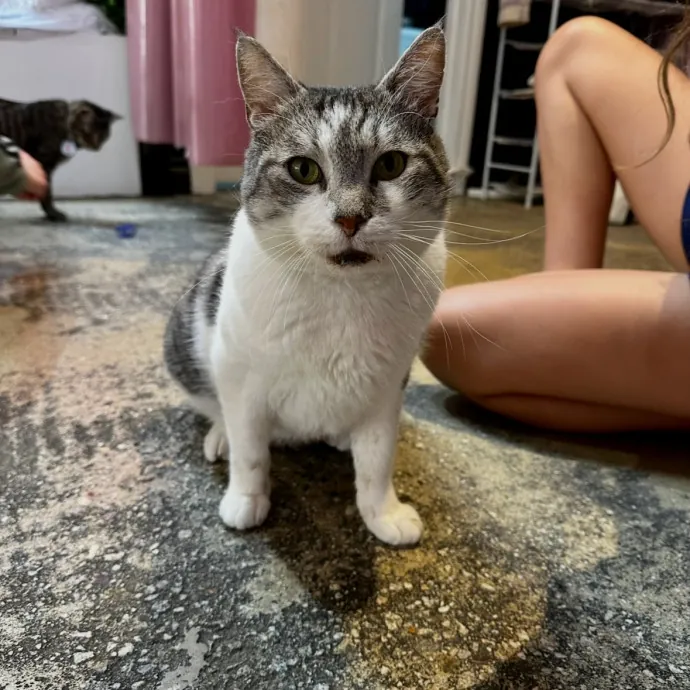 Your Cat's New Favorite Human