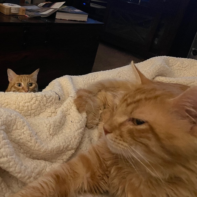 Dana's Delightful Cat Care