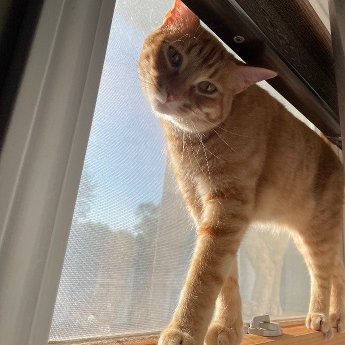 Dana's Delightful Cat Care