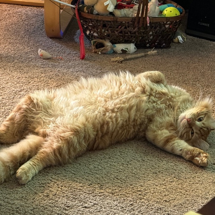 Dana's Delightful Cat Care