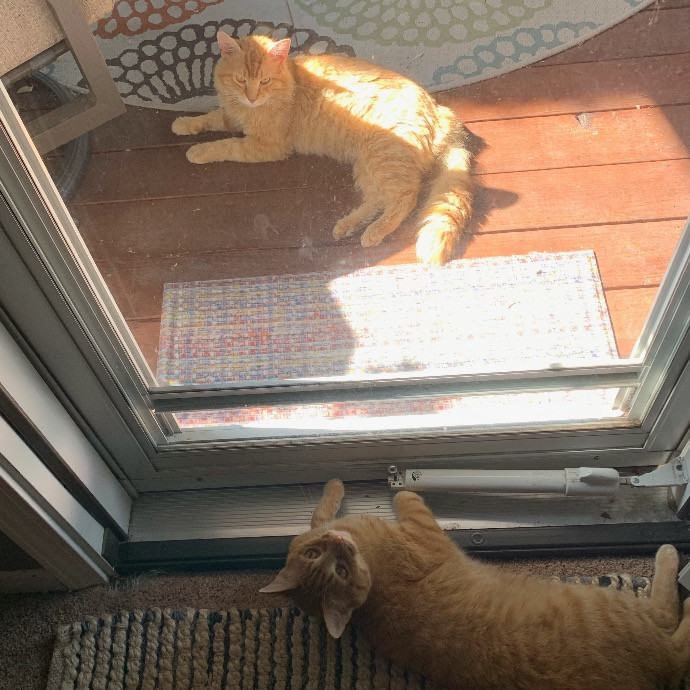 Dana's Delightful Cat Care photo 3