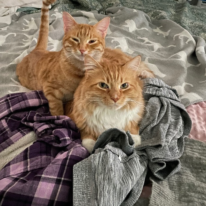 Dana's Delightful Cat Care photo 2