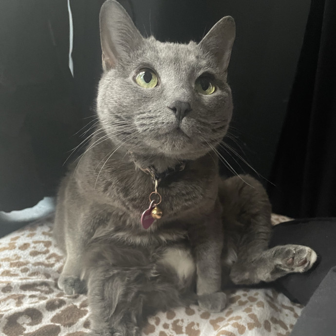 Chi-Cat-Go Style Cat Care