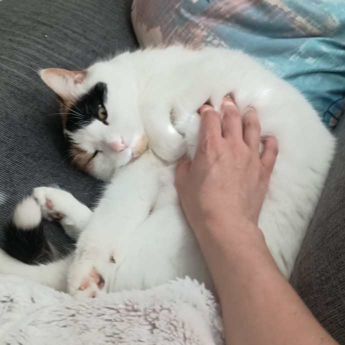 A Pawsionate Cat Caregiver photo 3