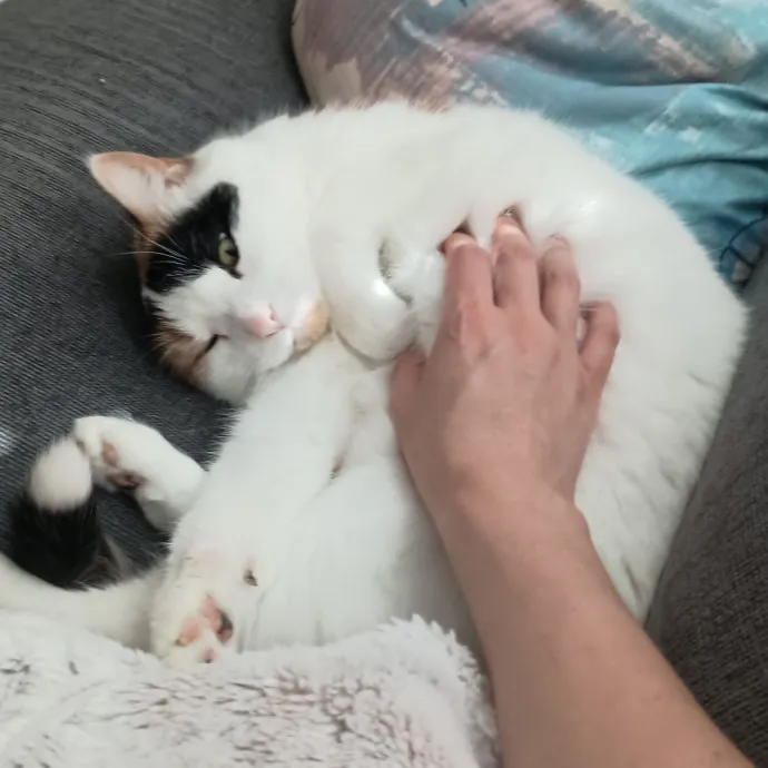 A Pawsionate Cat Caregiver photo 3