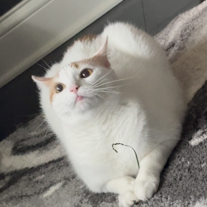 Full Time Cat Lover