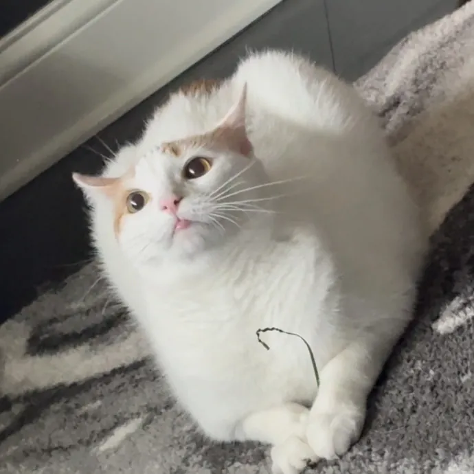 Full Time Cat Lover