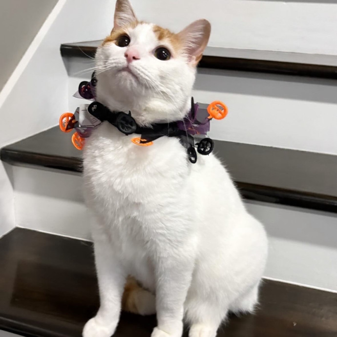 Full Time Cat Lover