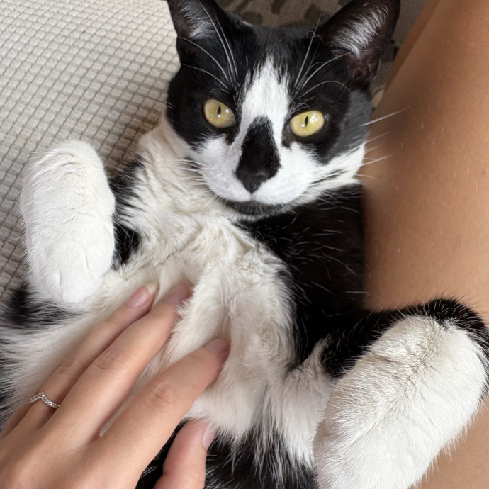 Full Time Cat Lover