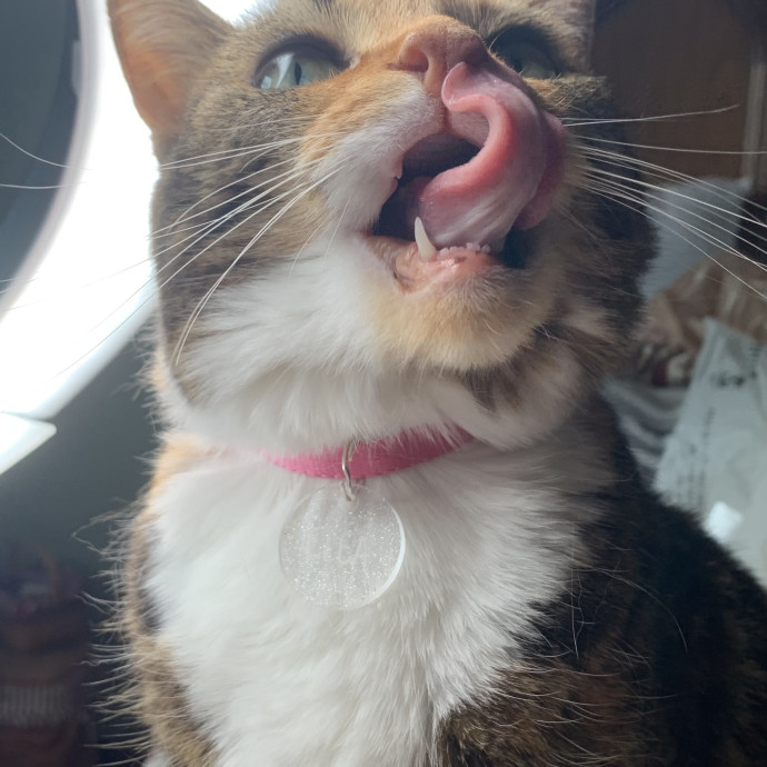 Full Time Cat Lover