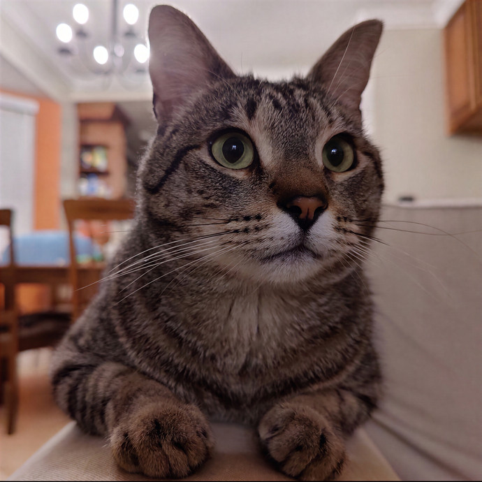 Cat Sitting In Walnut Creek