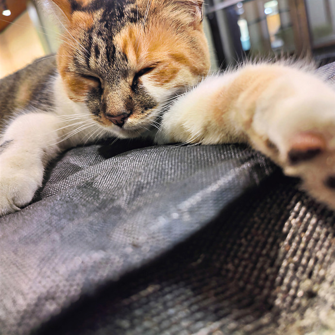 Cat Sitting In Walnut Creek