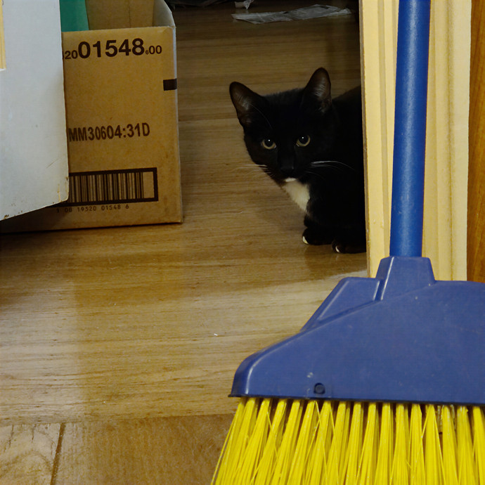 Cat Sitting In Walnut Creek