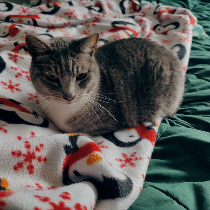 Cat Sitting In Walnut Creek