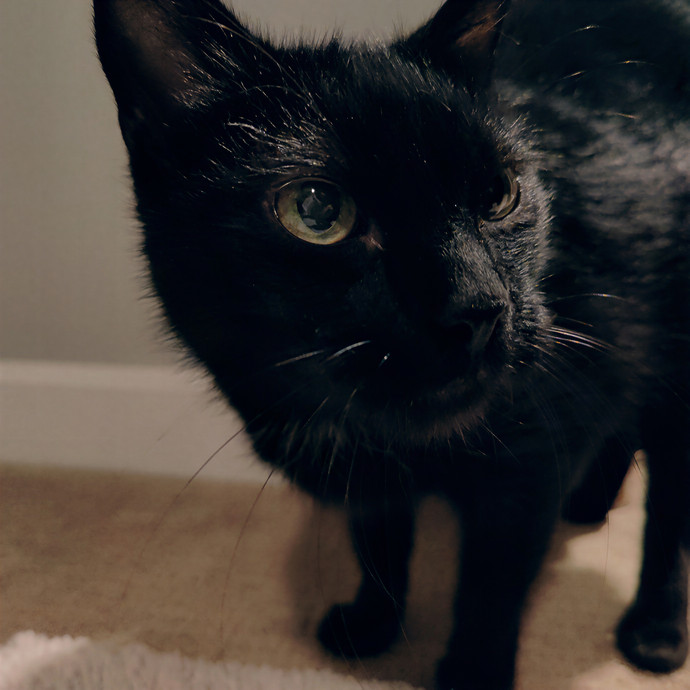 Cat Sitting In Walnut Creek