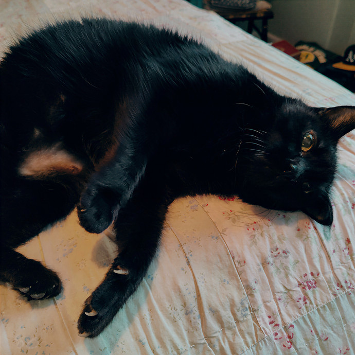 Cat Sitting In Walnut Creek
