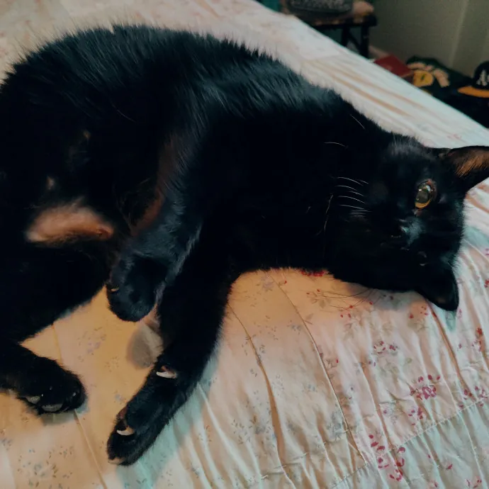Cat Sitting In Walnut Creek