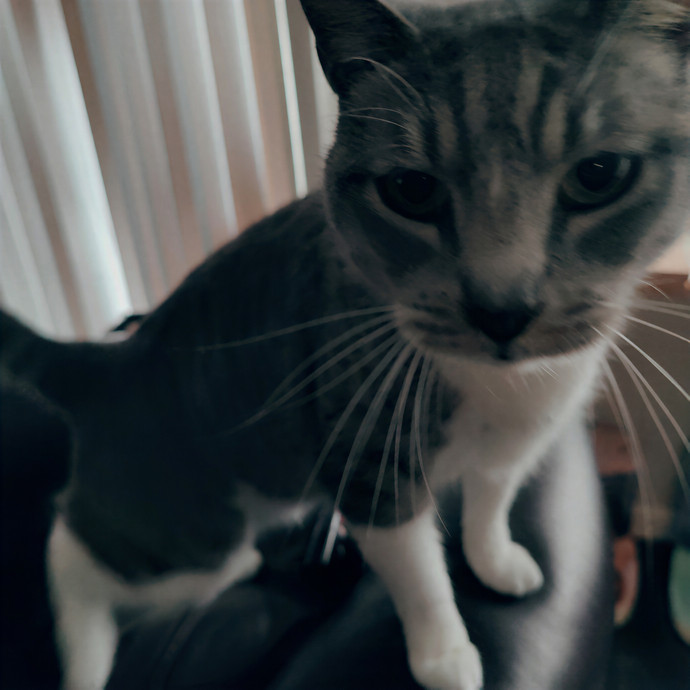Cat Sitting In Walnut Creek