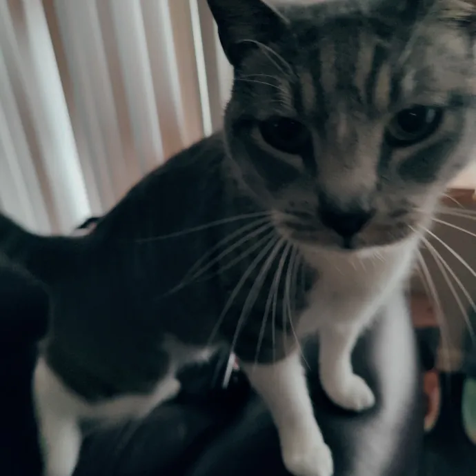 Cat Sitting In Walnut Creek