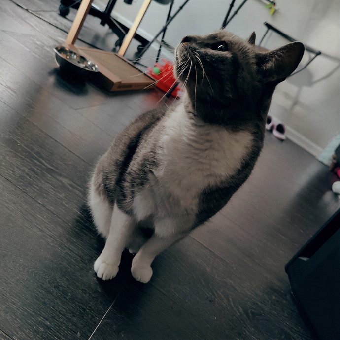 Cat Sitting In Walnut Creek