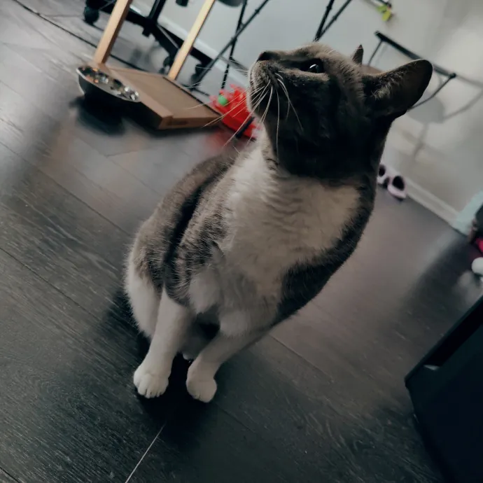Cat Sitting In Walnut Creek
