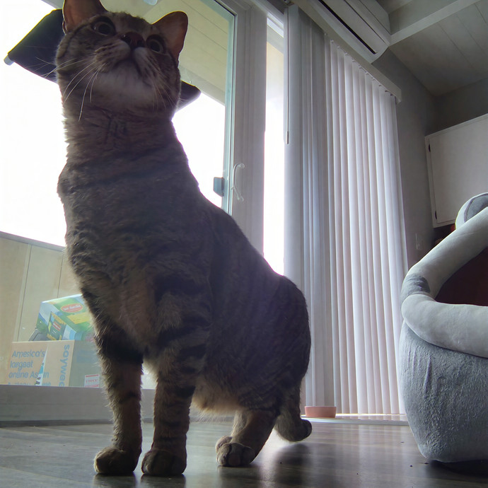 Cat Sitting In Walnut Creek