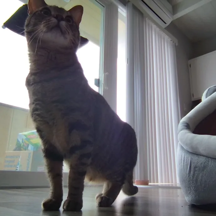 Cat Sitting In Walnut Creek