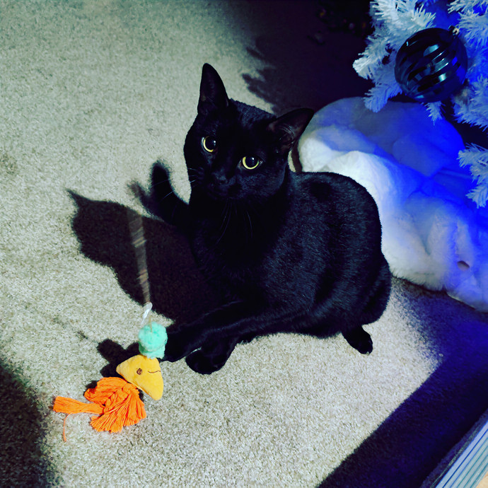 Cat Sitting In Walnut Creek