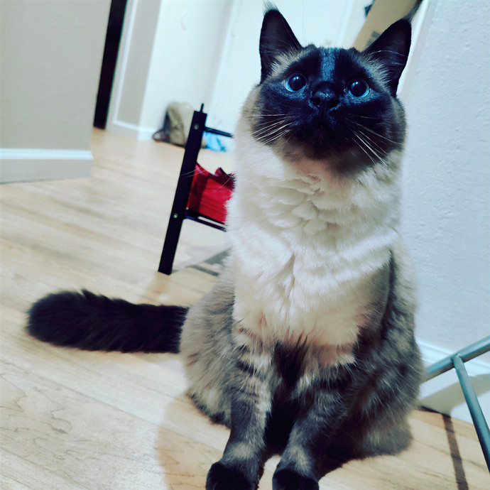 Cat Sitting In Walnut Creek