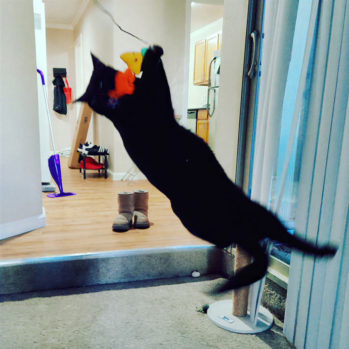 Cat Sitting In Walnut Creek