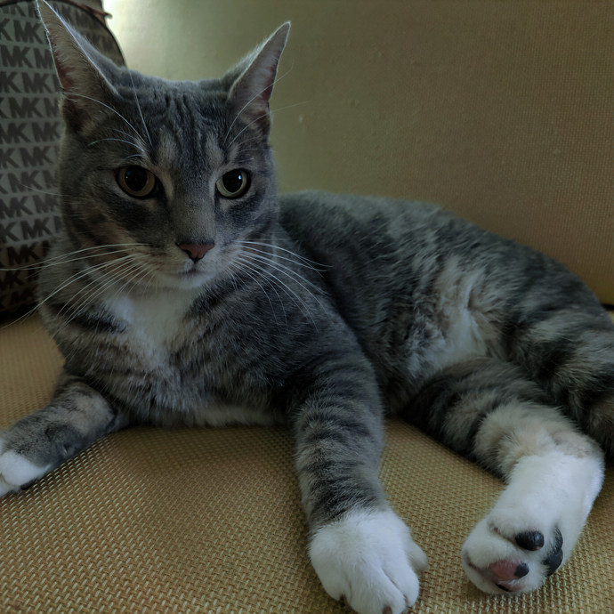 Cat Sitting In Walnut Creek