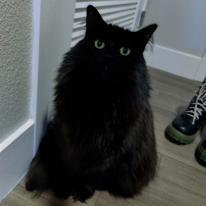 Cat Sitting In Walnut Creek photo 3