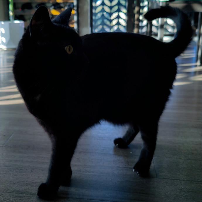 Cat Sitting In Walnut Creek photo 2