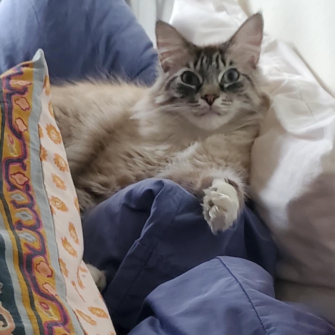 Trusted Cat Whisperer Loving Sitter