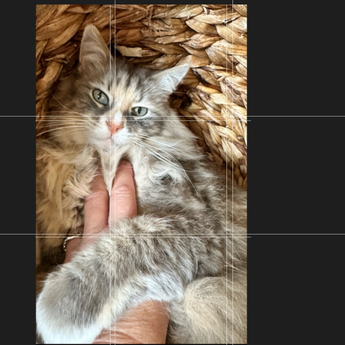 Trusted Cat Whisperer Loving Sitter