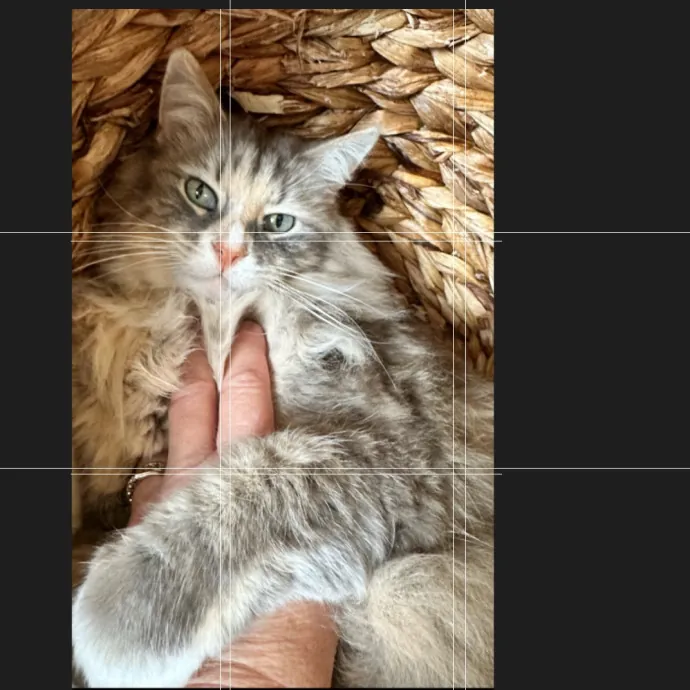 Trusted Cat Whisperer  Loving Sitter