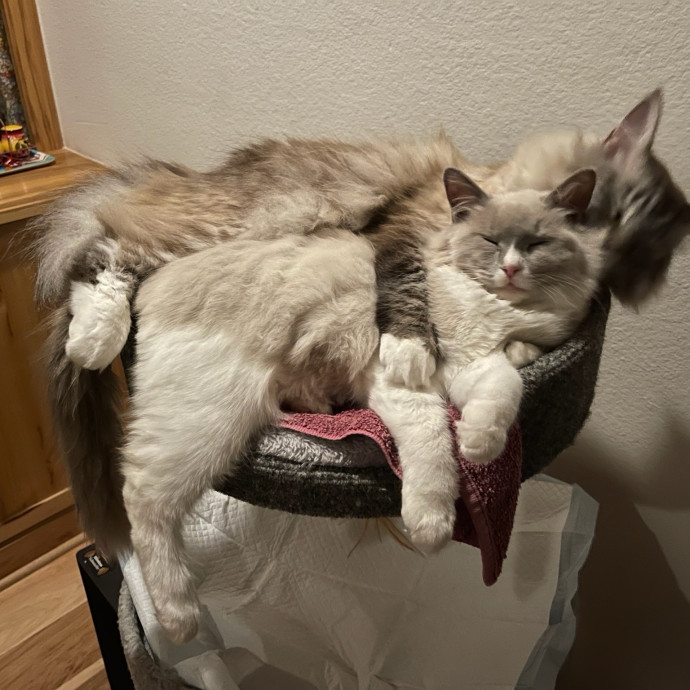 Trusted Cat Whisperer Loving Sitter