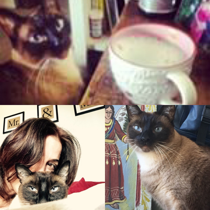 Trusted Cat Whisperer Loving Sitter