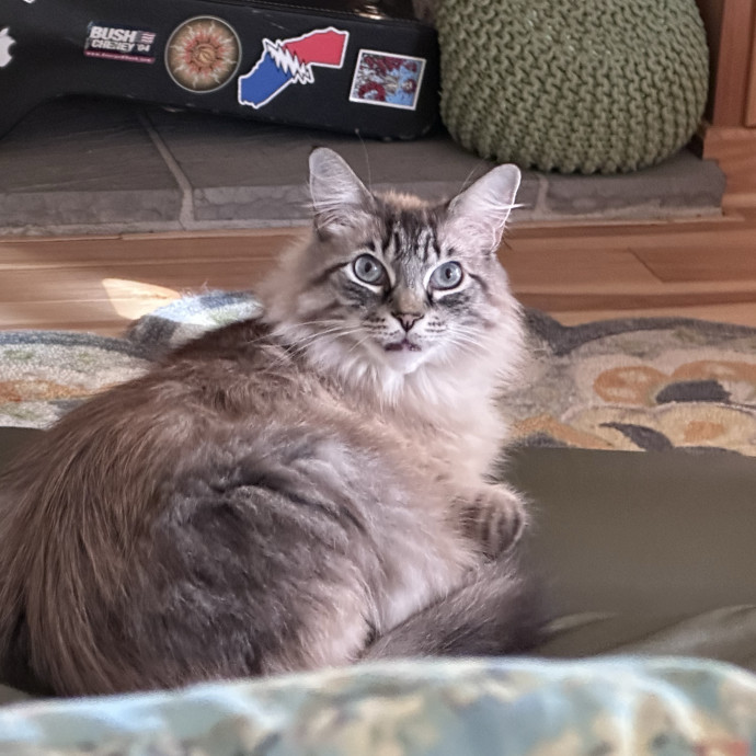Trusted Cat Whisperer Loving Sitter
