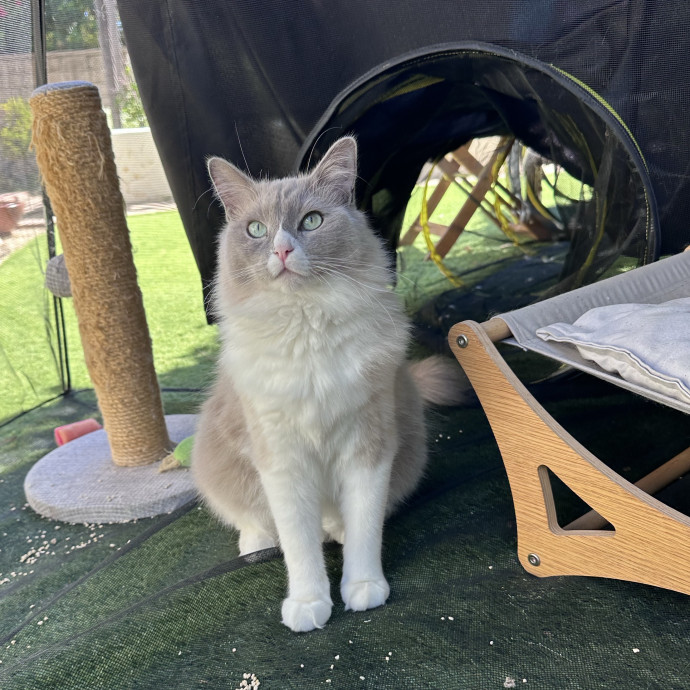 Trusted Cat Whisperer Loving Sitter