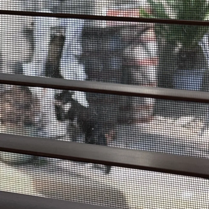 Trusted Cat Whisperer  Loving Sitter