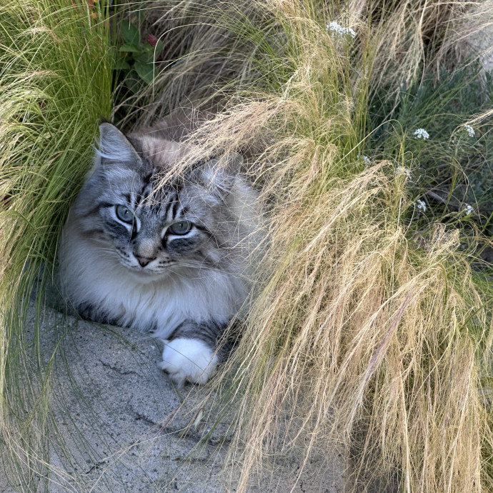 Trusted Cat Whisperer Loving Sitter