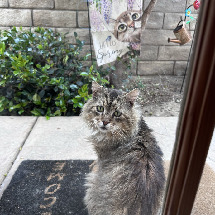 Trusted Cat Whisperer Loving Sitter