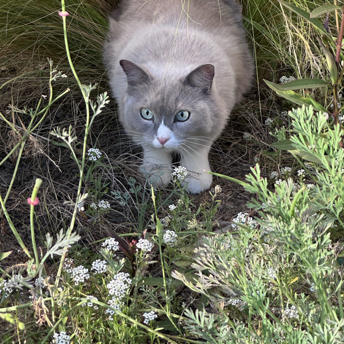 Trusted Cat Whisperer Loving Sitter